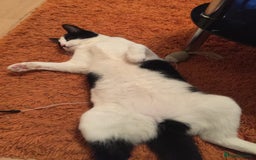British Shorthair cats for sale: Roxxy - with a double X  - Image 16