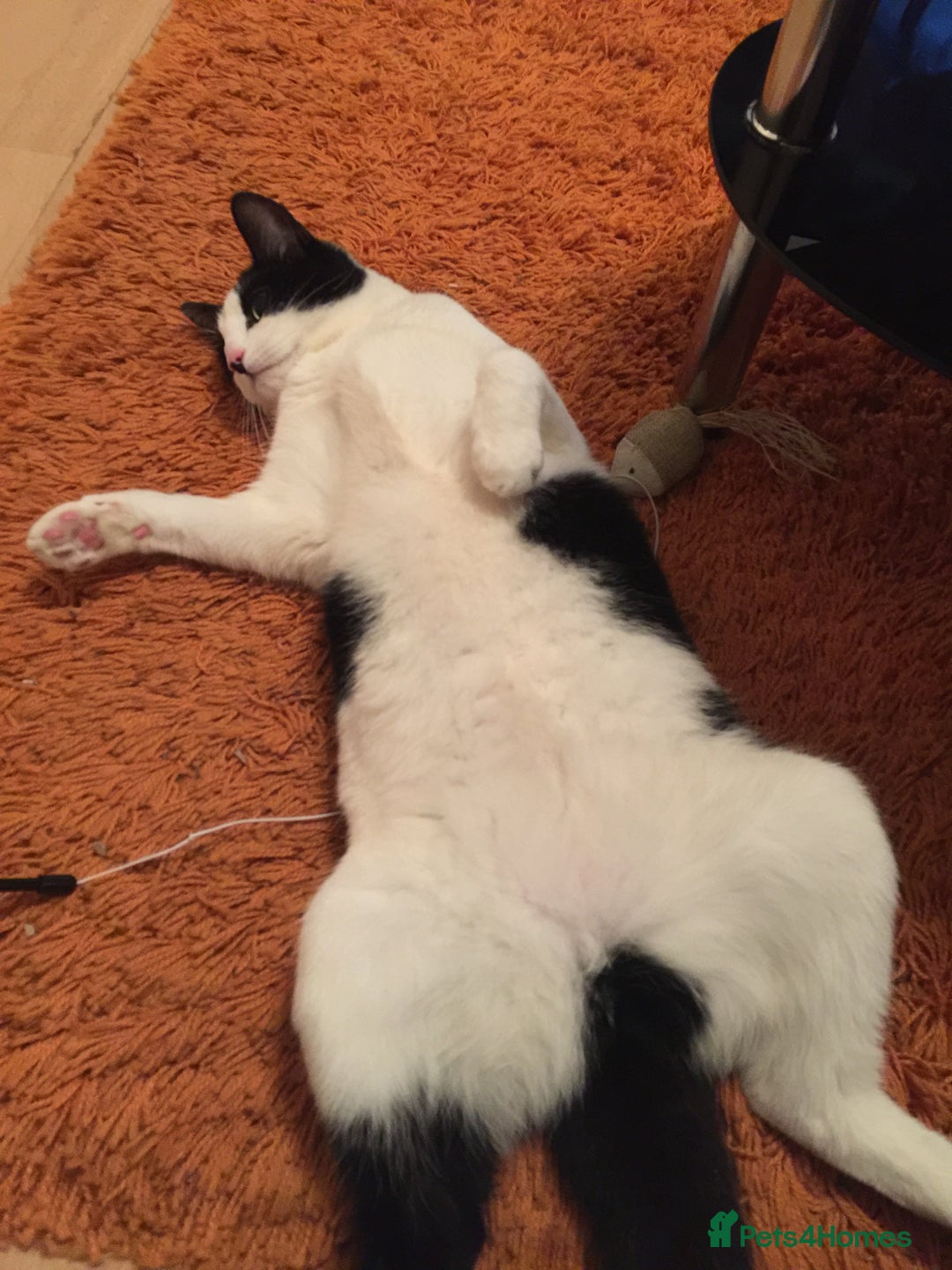 British Shorthair cats for sale: Roxxy - with a double X  - Image 16