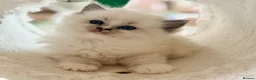 Ragdoll cats for sale: Champion pedigree Chucky Ragdoll babies  - Advert 27