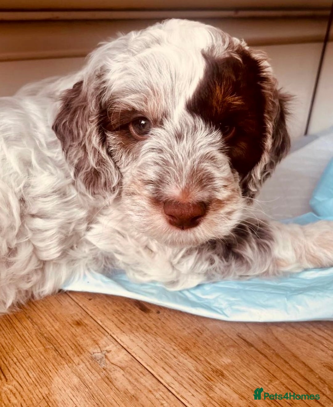 Cockapoo dogs for stud: TRICOLOUR F1 PROVEN ATAT CERTIFIED COCKAPOO STUD in Bromley - Image 6