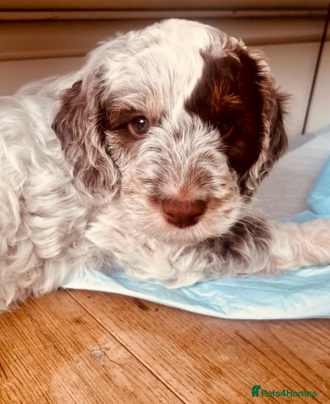 Cockapoo dogs for stud: TRICOLOUR F1 PROVEN ATAT CERTIFIED COCKAPOO STUD in Bromley - Advert 10