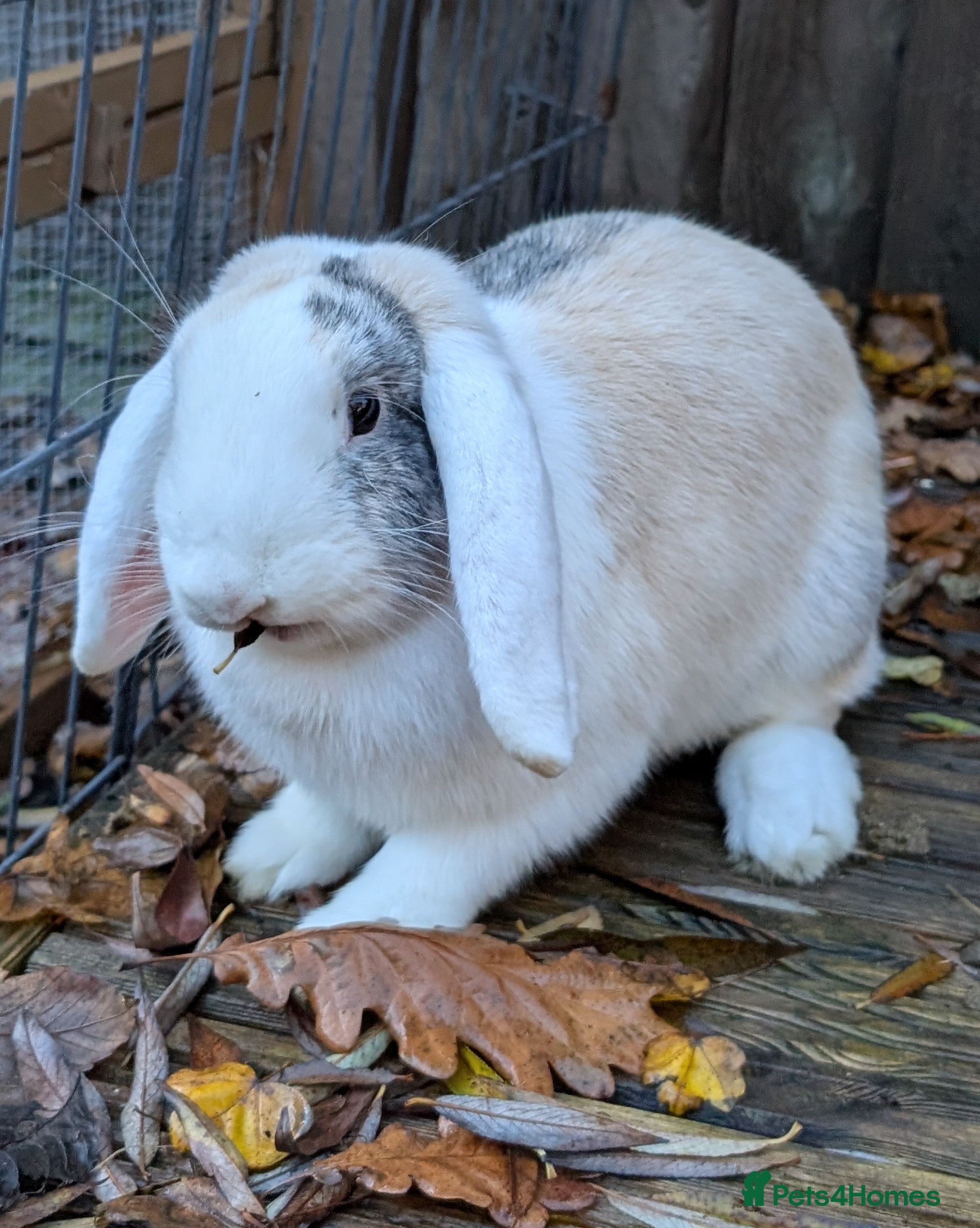 Mixed Breed rabbits Large Lop Doe - Advert 1