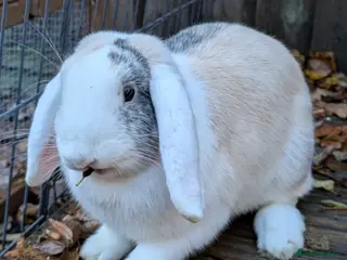 Mixed Breed rabbits Large Lop Doe - Advert 18