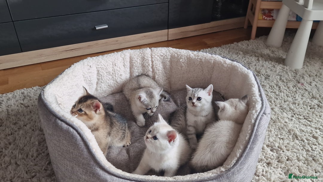 Scottish Fold cats for sale: Beautiful Scottish fold kittens - Image 6