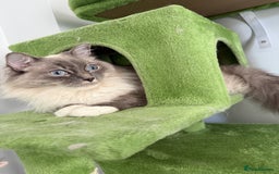 Ragdoll cats for sale: Loving Indoor Cat Duo Seeking Their Forever Home  - Image 4
