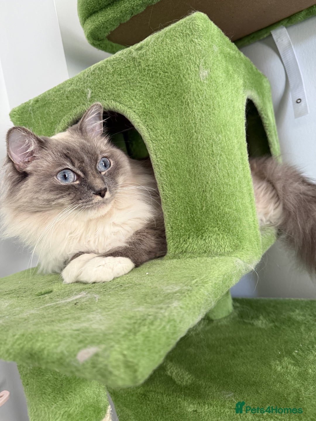 Ragdoll cats for sale: Loving Indoor Cat Duo Seeking Their Forever Home  - Image 4