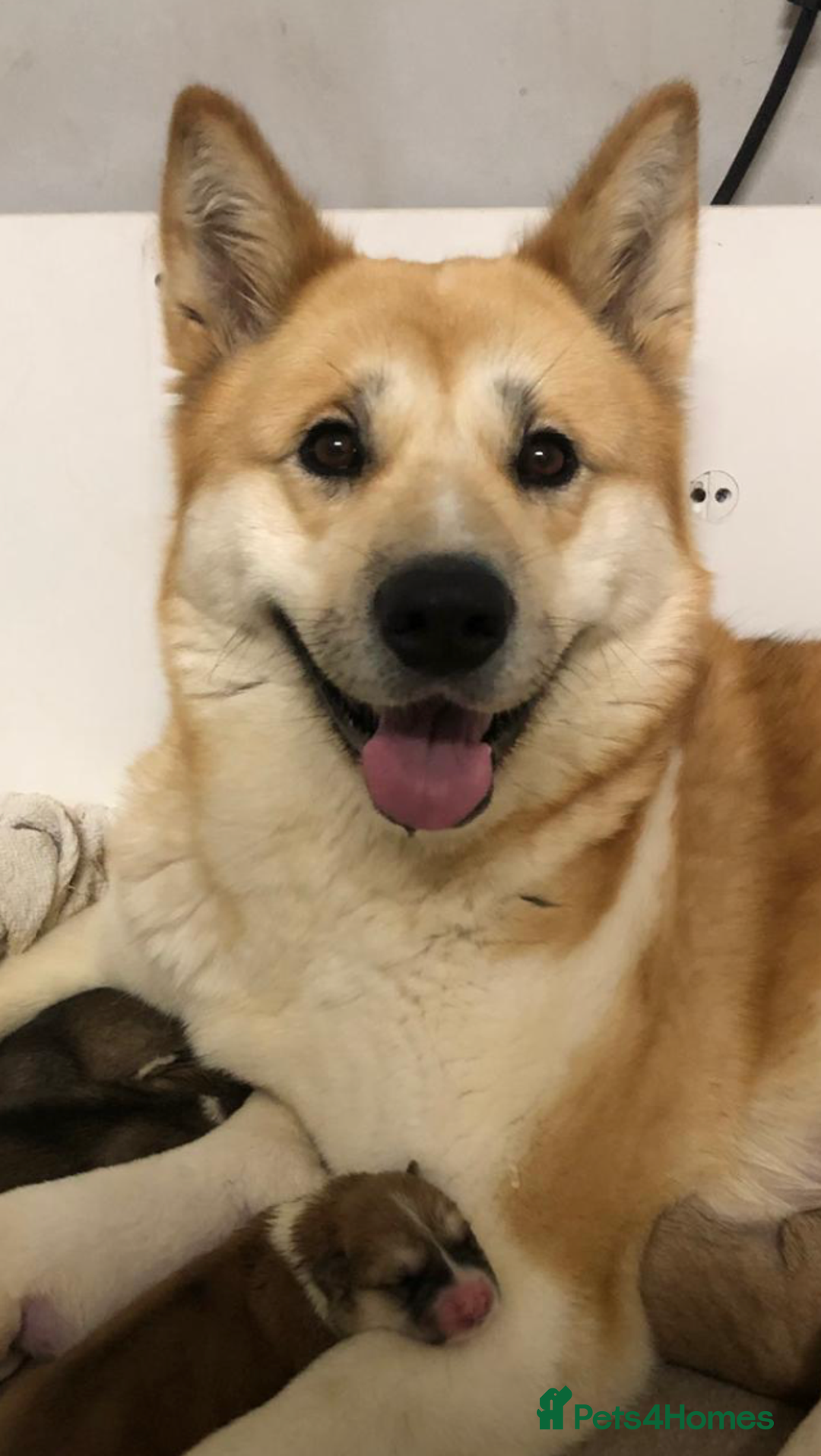 Mixed Breed dogs for sale: READY NOW! Beautiful Japanese Akita Puppies - Image 8