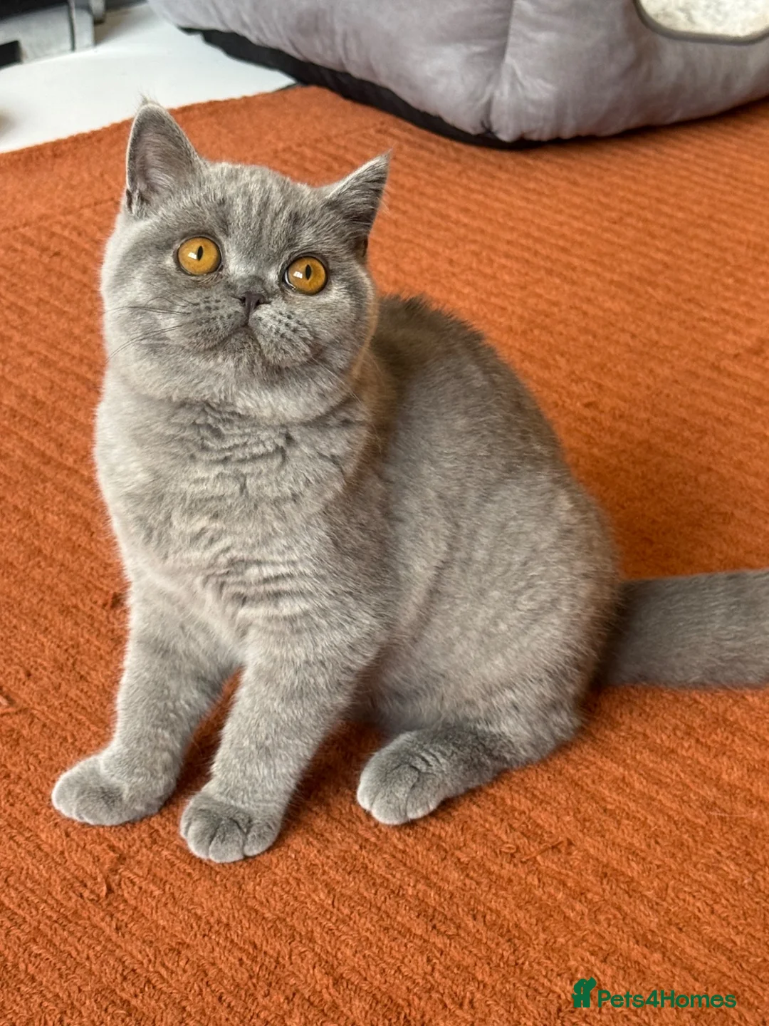 British Shorthair cats for sale: Show Quality pedigree BSH kitten ready to go now! - Advert 1