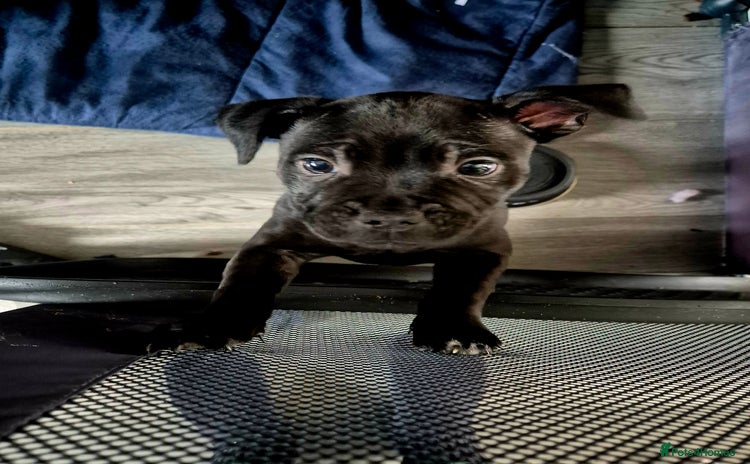 Staffordshire Bull Terrier dogs - Advert 4