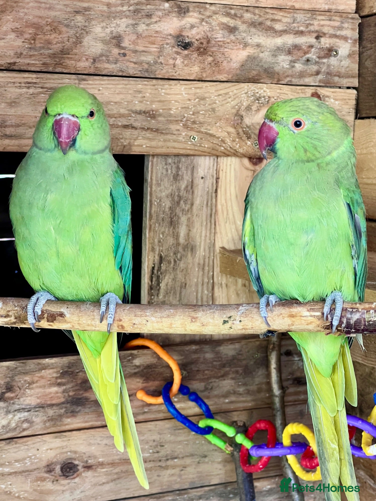 Parrots birds Male & Female Indian Ringneck Parrots  - Advert 17