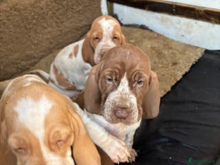 Bracco Italiano dogs Bracco pups - Advert 3