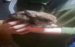 Mixed Breed rabbits for sale: 10 mixed breed rabbits  - Advert 18