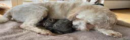 Mixed Breed cats for sale: Adorable kittens available this week - Advert 10