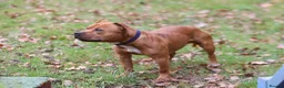Staffordshire Bull Terrier dogs for sale: 2 year old Male  - Advert 1