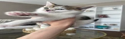 Mixed Breed cats for sale: Mixed tabby  - Advert 5