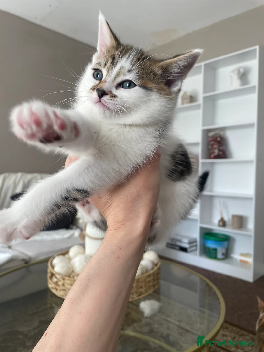 Mixed Breed cats for sale: Mixed tabby  - Advert 5