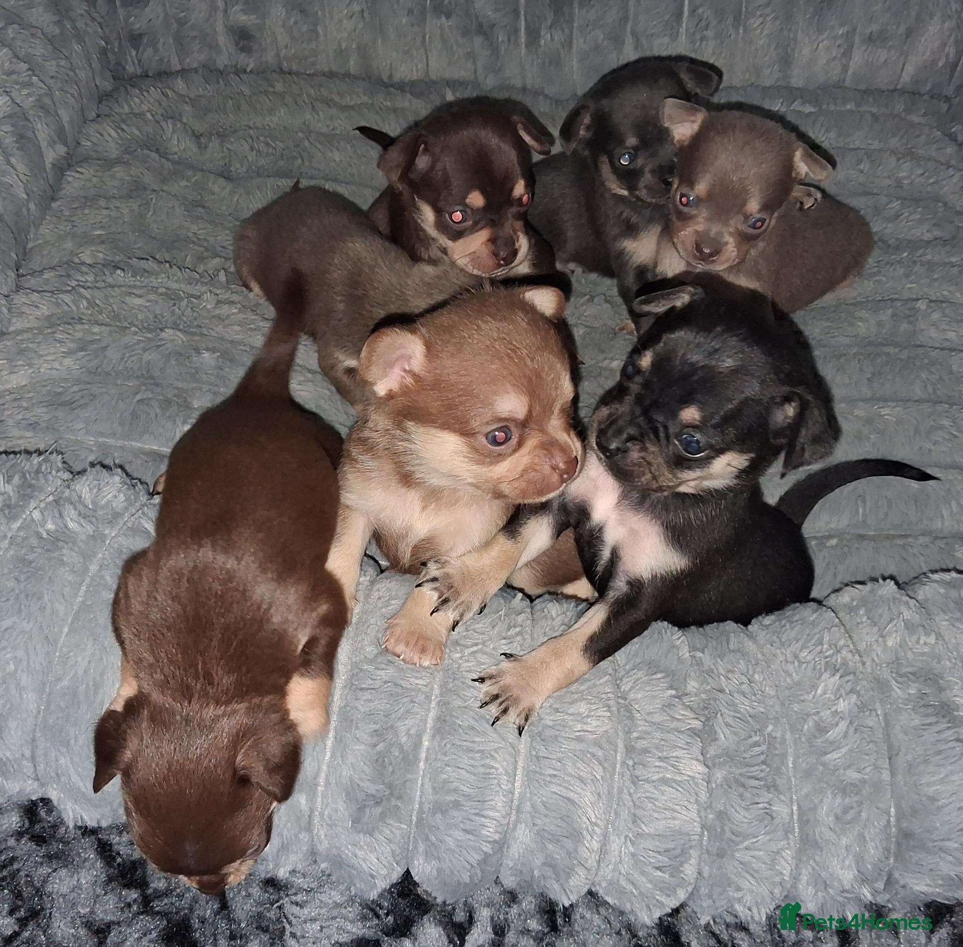 Pomchi dogs  10 Pomchi pups, various colours - Advert 2