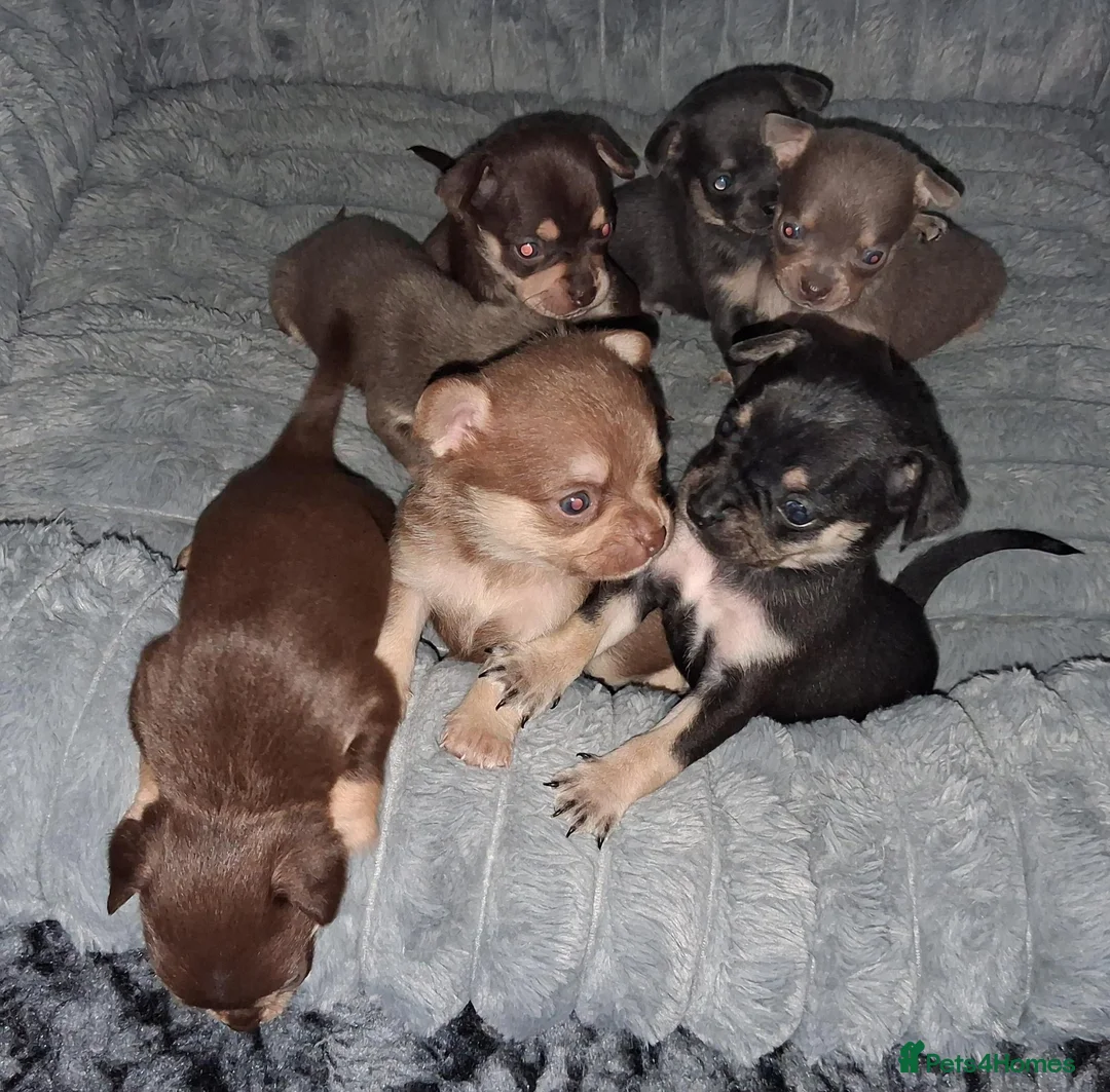 Pomchi dogs for sale:  10 Pomchi pups, various colours - Advert 1