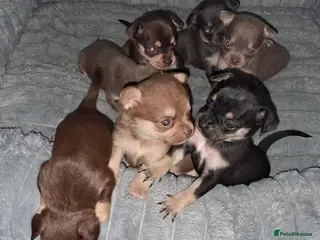 Pomchi dogs 3/4 Chihuahua x 1/4 Pomeranian pups - Advert 3
