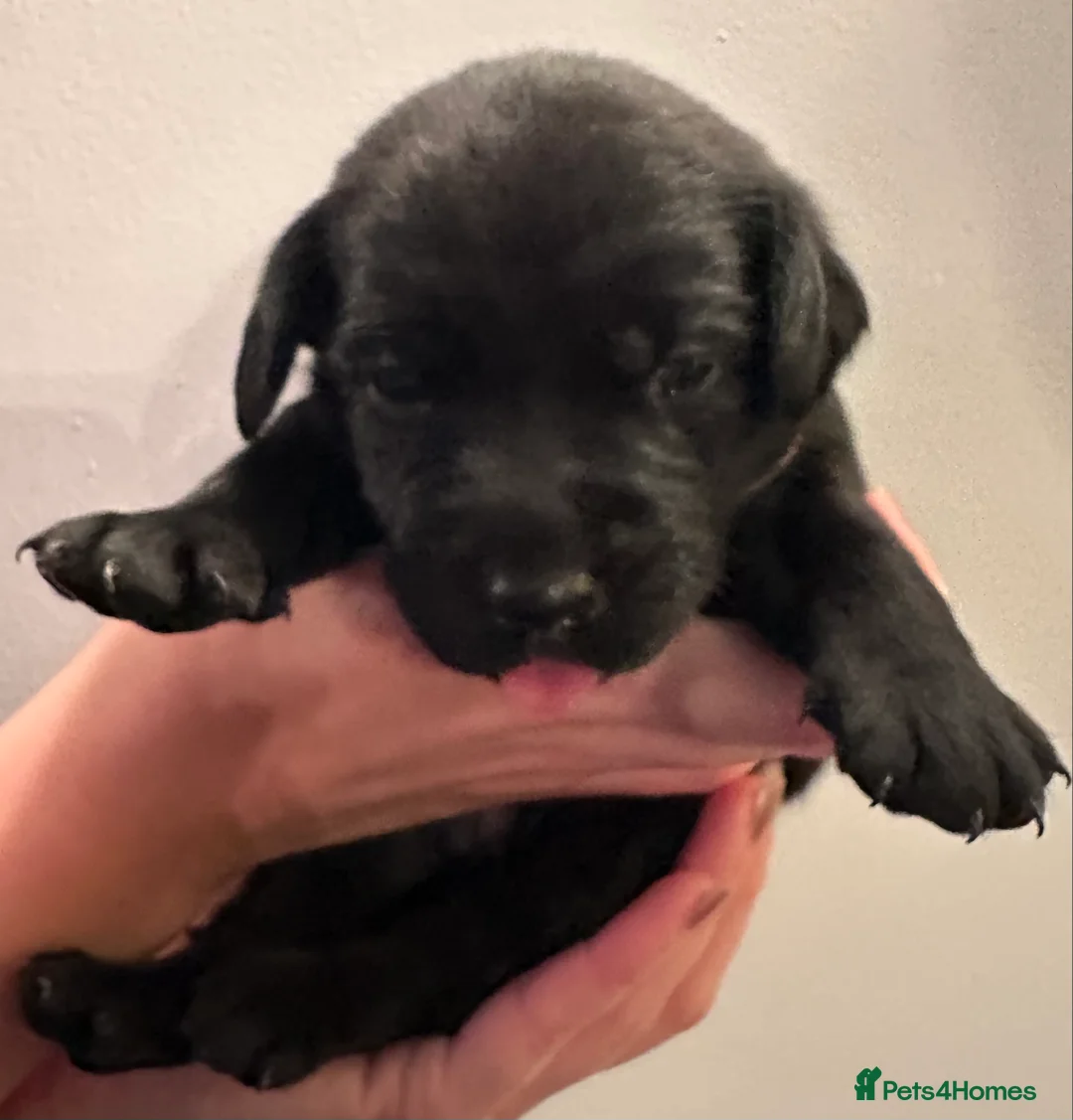 Labrador Retriever dogs for sale: Last 2 stunning kc reg black labradors - Advert 39