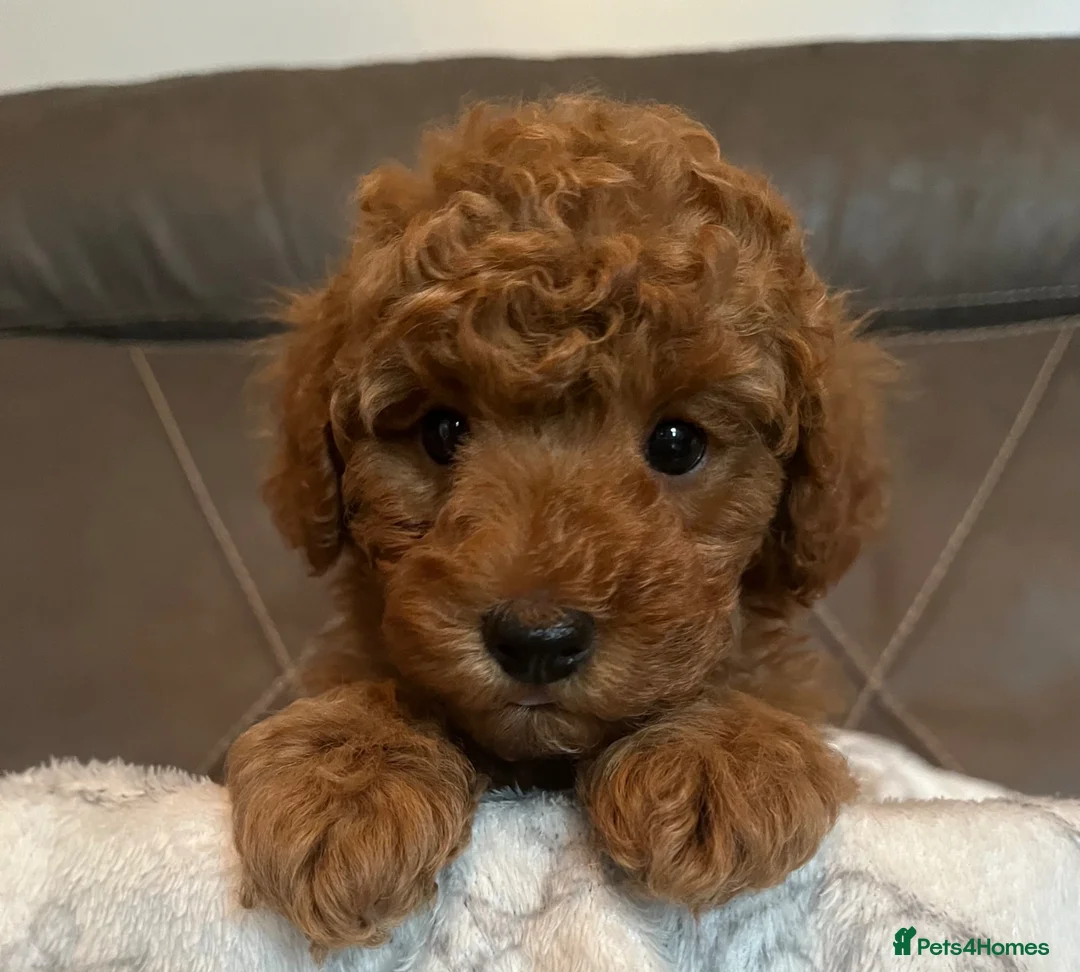 Toy Poodle dogs for sale: Toy poodle puppies  - Advert 1