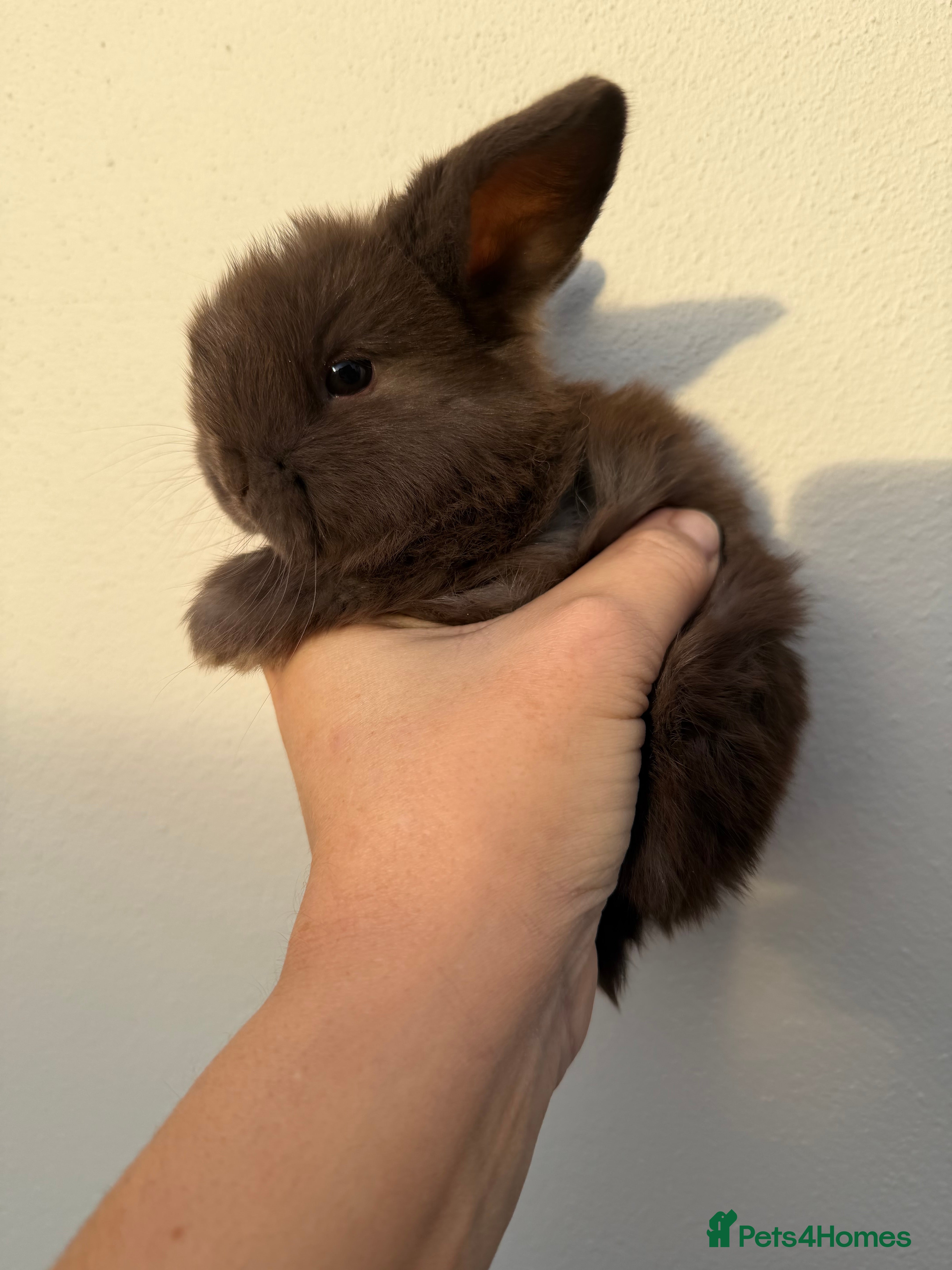 Mini Lop rabbits Purebred chocolate doe *Avail to reserve* - Advert 8