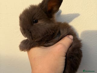 Mini Lop rabbits Purebred chocolate doe *Avail to reserve* - Advert 8