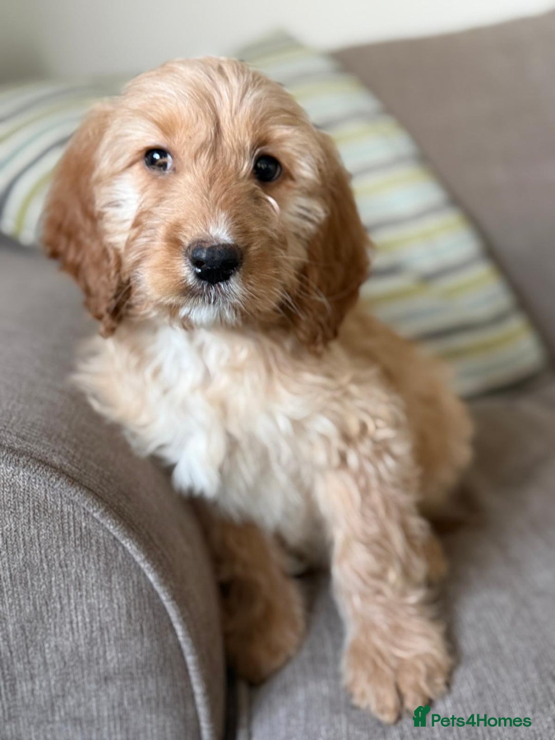 Cockapoo dogs for sale: F1 mixed coloured Cockapoo puppies - Advert 15