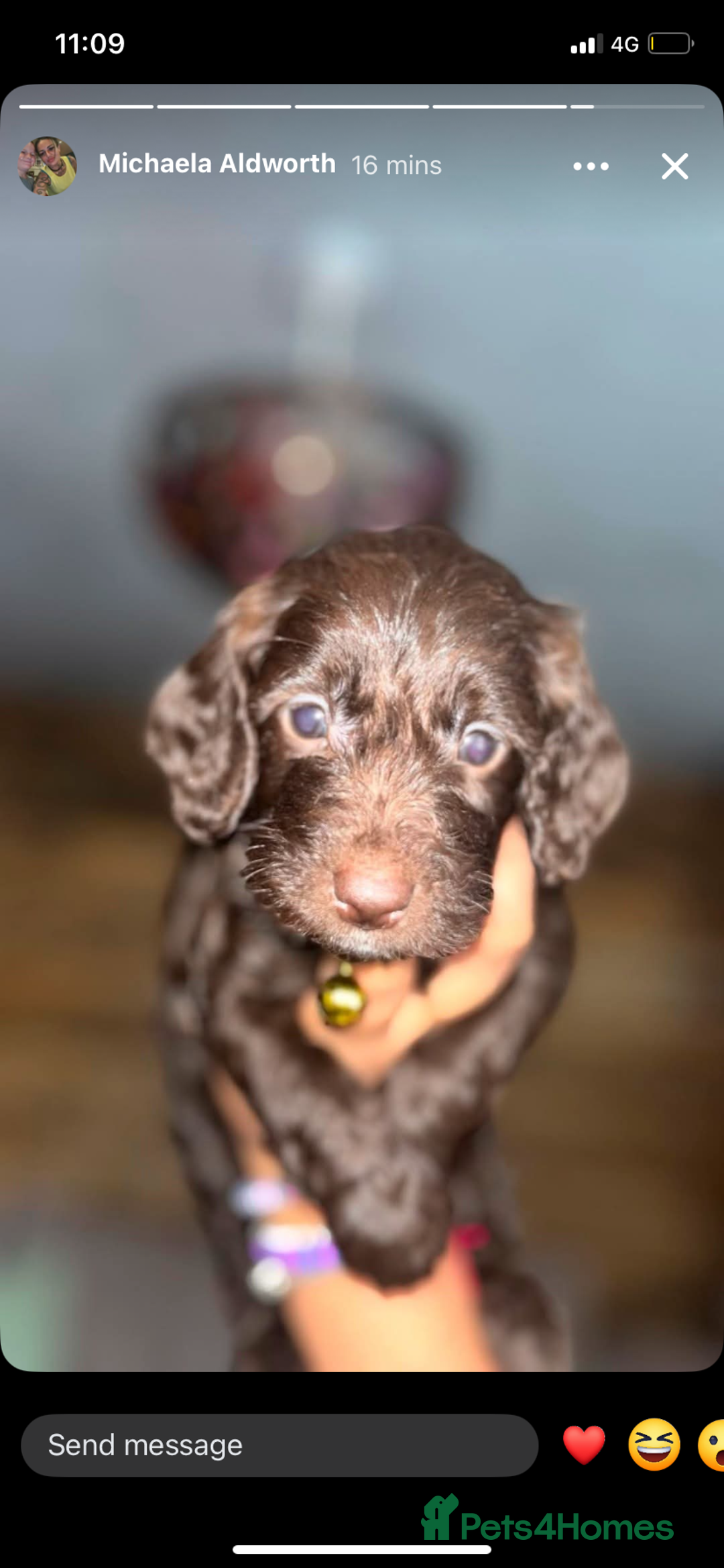 Cockapoo dogs for sale: Beautiful COCKAPOO pups  - Image 4