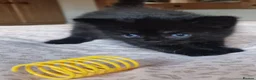 Exotic cats for sale: 2 male exotic cross kittens  - Advert 11