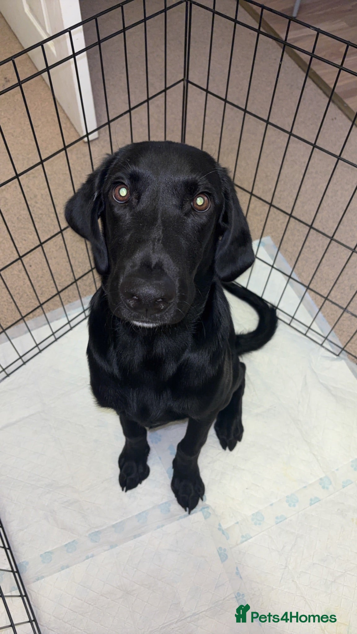 Labrador Retriever dogs OTTIS!! I’m very friendly looking for a new home.  - Advert 5