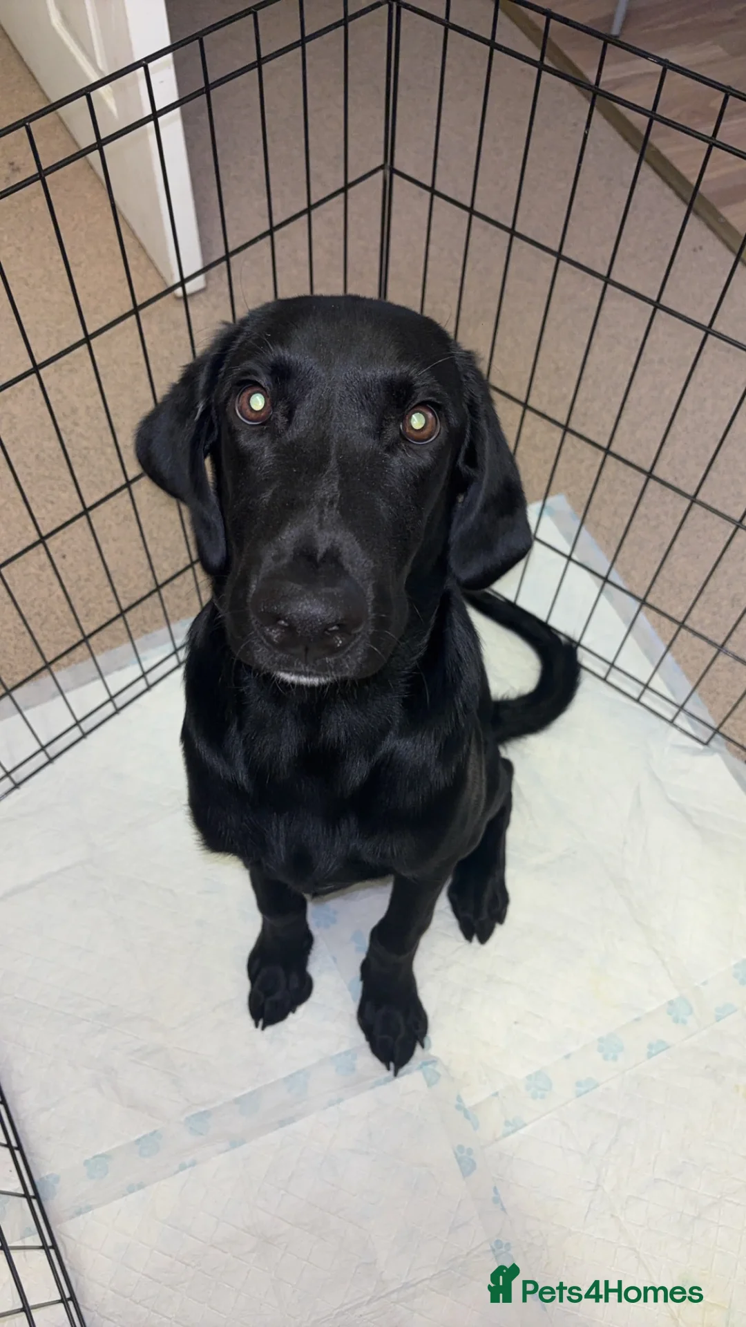 Labrador Retriever dogs for sale: OTTIS!! I’m very friendly looking for a new home.  in Kidderminster - Advert 1