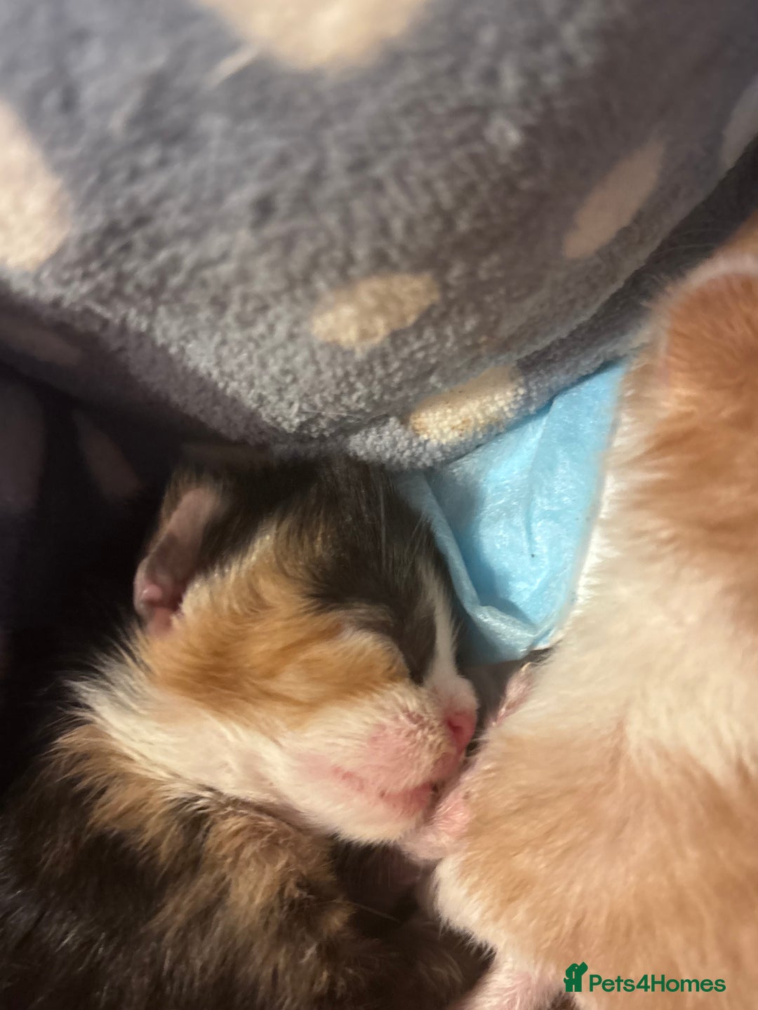 Domestic Shorthair cats for sale: 5 Gorgeous Kittens -  ready on the 7th January  - Advert 16