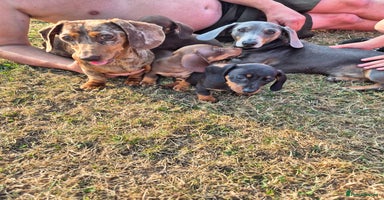 Miniature Dachshund dogs - Advert 5