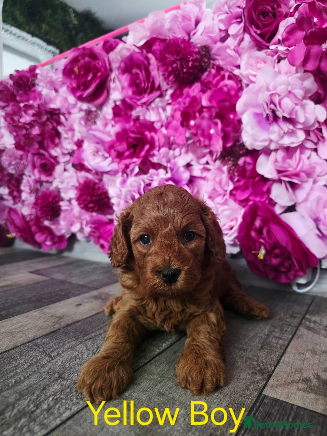 Cavapoo dogs for sale: CAVAPOO F1B RED HEALTY TESTED PARENTS - Image 11