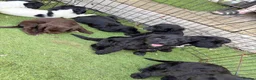 Cockapoo dogs for sale: 12 stunning cockapoo puppies ready now - Advert 19