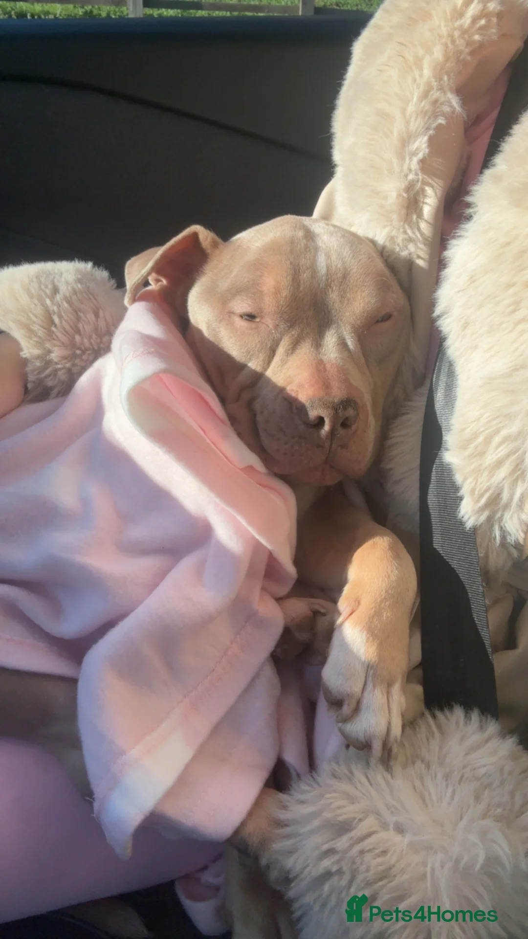 Mixed Breed dogs for sale: Female pocket bully! - Advert 2