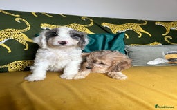 Cockapoo dogs for sale: F1 miniture cocapoos - Image 2