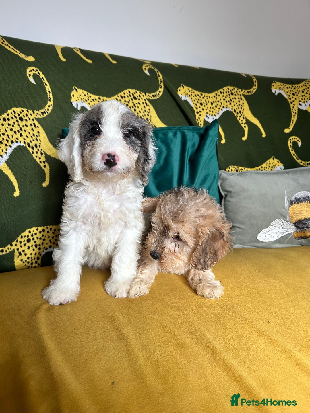 Cockapoo dogs for sale: F1 miniture cocapoos - Image 2