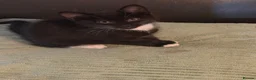 Mixed Breed cats for sale: Kitten in Heanor - Advert 5
