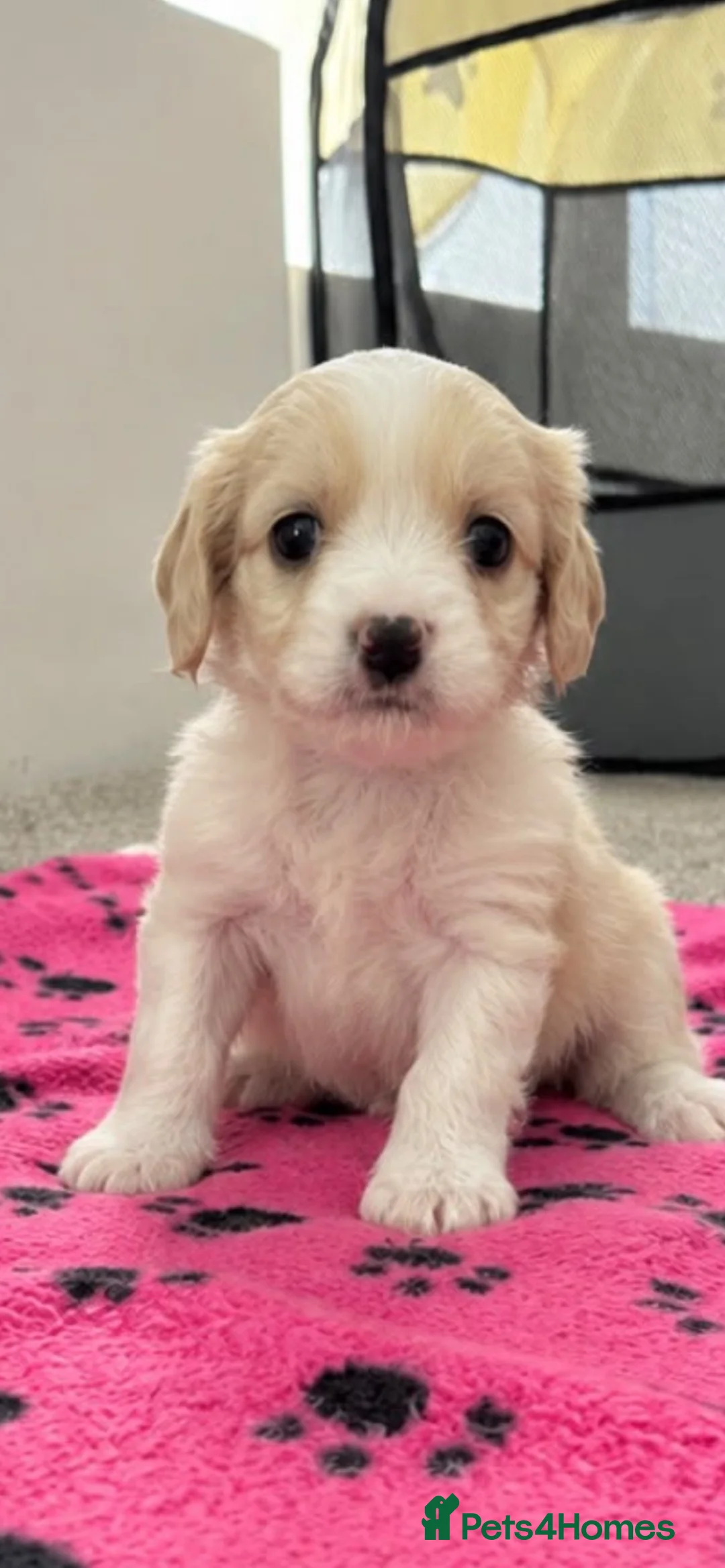 Cavapoo dogs for sale: F2 cavapoo pups  - Advert 9