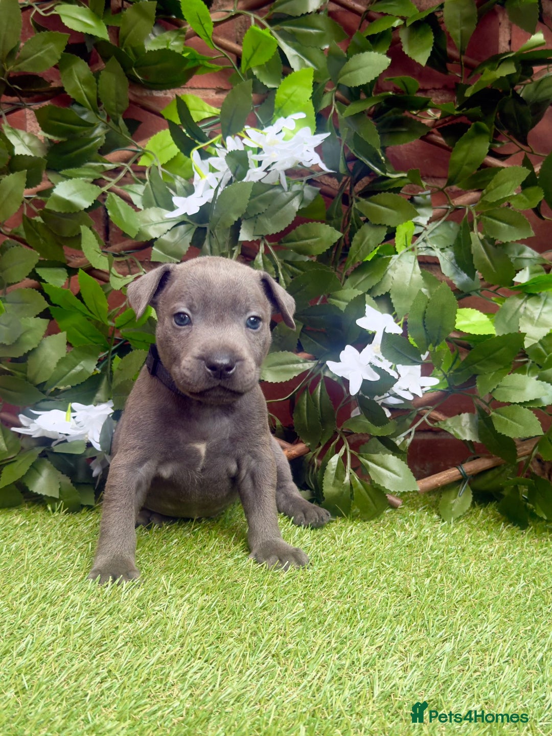 Staffordshire Bull Terrier dogs for sale: READY TO LEAVE KC staffy pups. - Image 2
