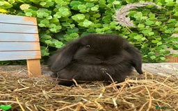 Mini Lop rabbits for sale: Gorgeous Pure Bred Mini Lops - Image 4