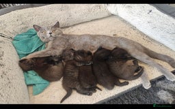 British Shorthair cats for sale:  🐾 Gorgeous Black Kittens – 11 Weeks Old 🐾   - Image 20