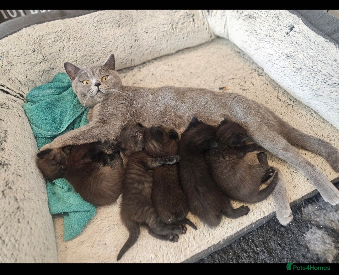 British Shorthair cats for sale:  🐾 Gorgeous Black Kittens – 11 Weeks Old 🐾   - Image 20