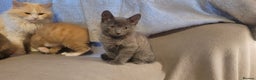 Mixed Breed cats for sale: Three gorgeous kittens available! - Advert 19