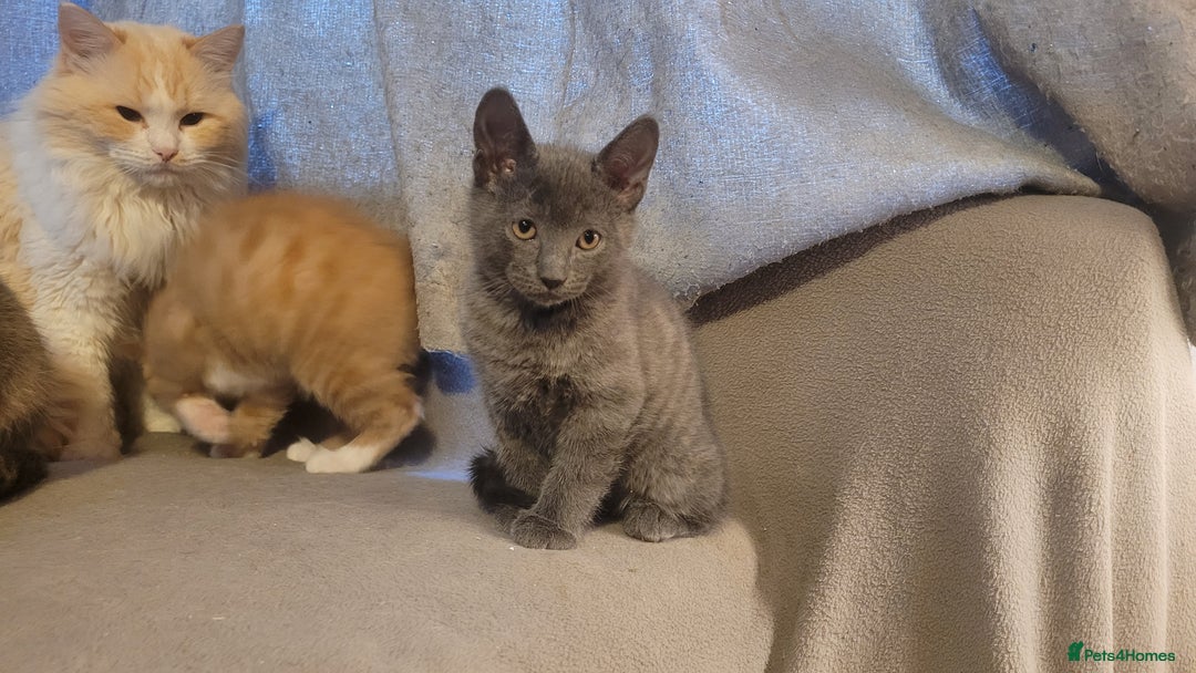 Mixed Breed cats for sale: Three gorgeous kittens available! - Advert 19