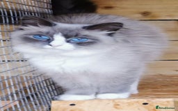 Siberian cats for sale: Stunning Neva Masquerade Siberian young adult vat - Image 2