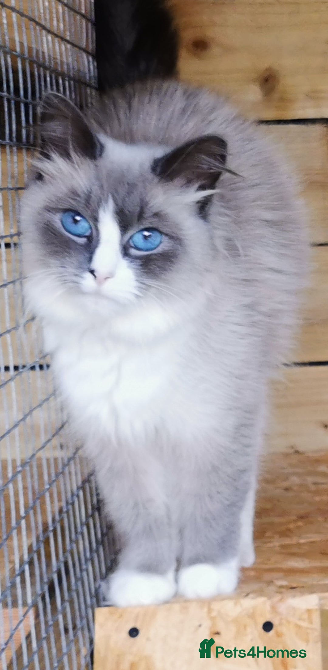 Siberian cats for sale: Stunning Neva Masquerade Siberian young adult vat - Image 2