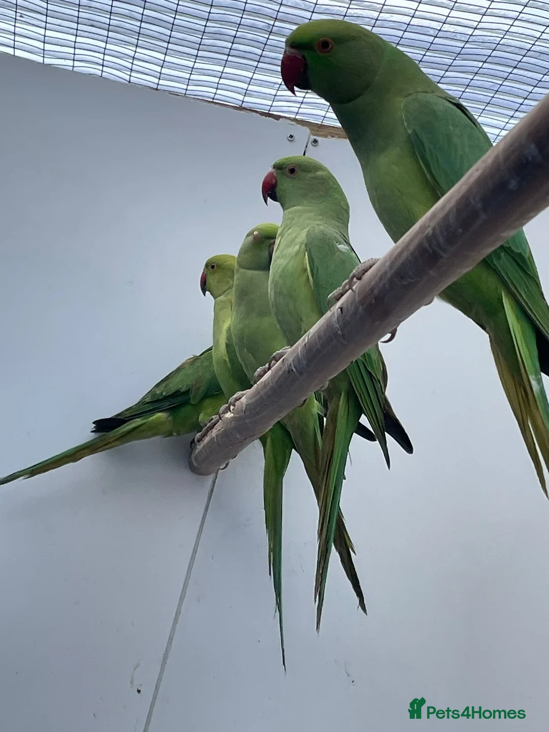 Ringnecks birds for sale: Young Indian Ringnecks Blue and Green - Advert 10